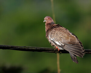 A wild pigeon warming under the sun on a wire