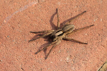 Spiders crawl on the ground, North China