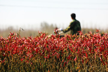Farmers use machinery to harvest red pepper in fields in North China