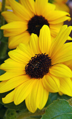 Close-up of a yellow sunflower with a blurred background.