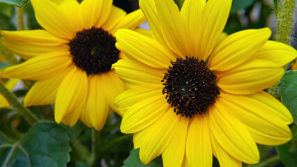 Close-up of a yellow sunflower with a blurred background.