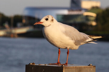 Zwergmöwe / Little gull / Hydrocoloeus minutus or Larus minutus.