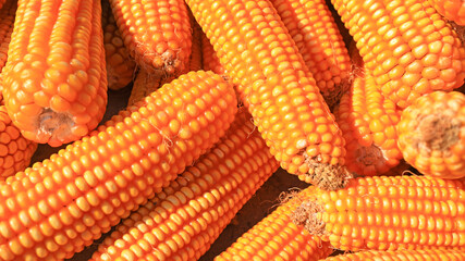 Golden corn piled up on a farm,