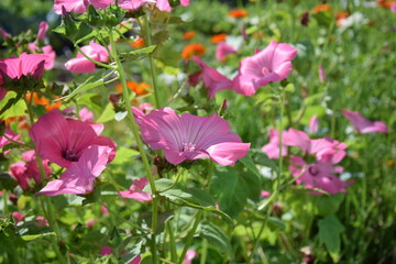 Fototapeta premium pink flowers in the garden