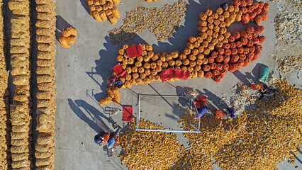 Farmers put air dried corn in fiber bags, North China