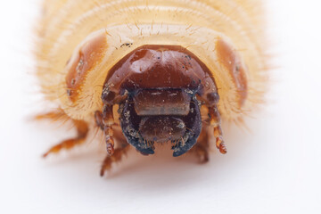 Gill golden turtle larvae on a white background, North China