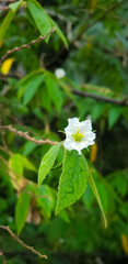 white flower in the garden