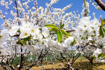 Blooming cherry garden in Bulgaria.