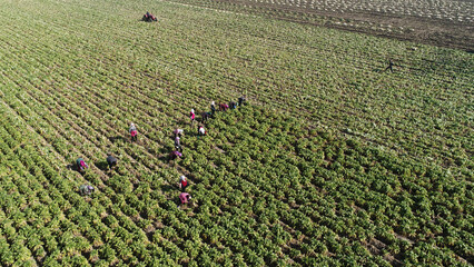 Farmers harvest white radishes in the fields, North China