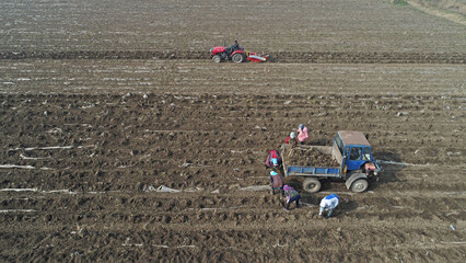 Obraz premium Farmers are harvesting taros in the fields, North China
