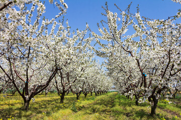 Blooming cherry garden. Rows of fruit trees with white flowers on the branches in spring in Bulgaria. European private farming.