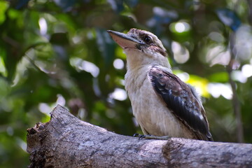 Australian kookaburra in the forest