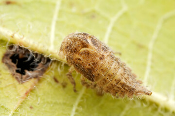Leaf cicada on wild plants, North China