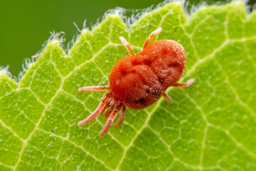 Red mites on wild plants, North China