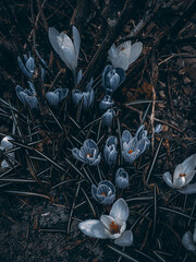 snow covered branches