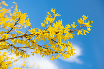 Forsythia flowering plant in full bloom on blue sky, spring