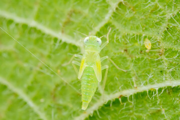 Leaf cicada on wild plants, North China