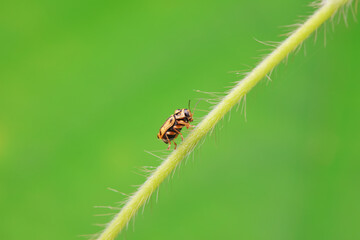 Leaf beetle on wild plants, North China