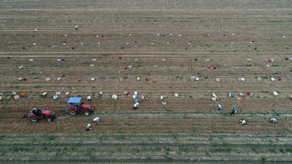 Obraz premium Farmers harvest sweet potatoes in the fields in North China