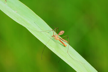 mosquito insect in the wild, North China