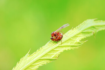 Ants in the wild, North China
