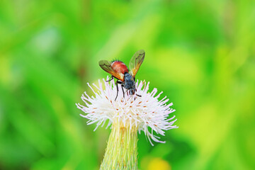 Flies on wild plants, North China