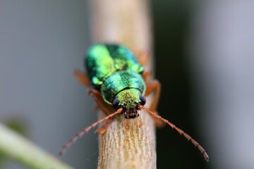 Leaf beetle on wild plants, North China