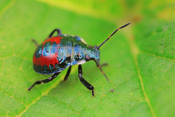 Hemiptera bugs in the wild, North China