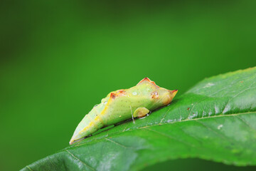Lepidoptera larvae in the wild, North China