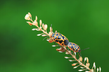 Hemiptera bugs in the wild, North China