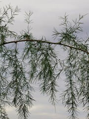 Zweig mit Kiefernnadeln