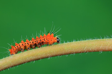 Lepidoptera larvae in the wild, North China