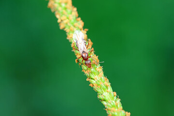 Ants in the wild, North China