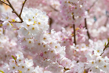 Fototapeta na wymiar blossom of sakura in spring. macro. beautiful nature