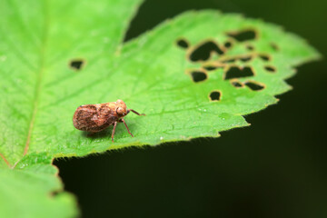 Hemiptera wax Cicadellidae insects on wild plants, North China