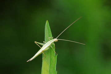 Tree cricket on wild plants, North China