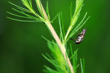 Flies on wild plants, North China