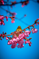 Cherry blossoms and white-eyes
