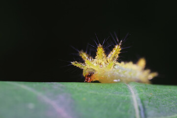Lepidoptera larvae in the wild, North China
