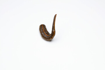 Leeches on a white background