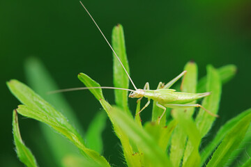 Tree cricket on wild plants, North China