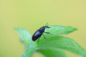 Weevil on wild plants, North China