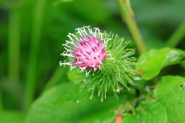 Wild burdock flower, a wild plant, North China