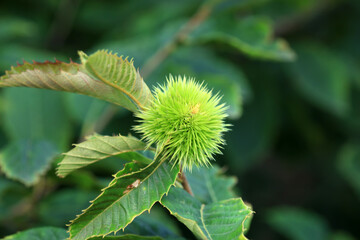 Chestnuts are on the branches, North China