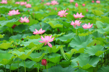 Beautiful lotus in the pond, North China