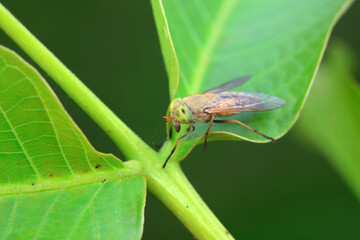 Gadfly on wild plants, North China