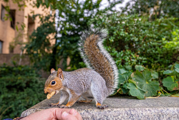 Human hand feeding hungry little squirrel with peanut sitting on wall, Hand feeding cute squirrel with nut