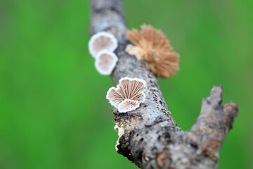 Cleft wrinkle fungus, a wild fungus, North China