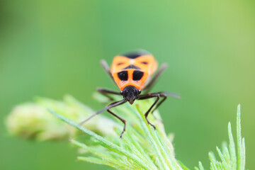 Hemiptera bugs in the wild, North China