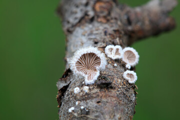 Cleft wrinkle fungus, a wild fungus, North China